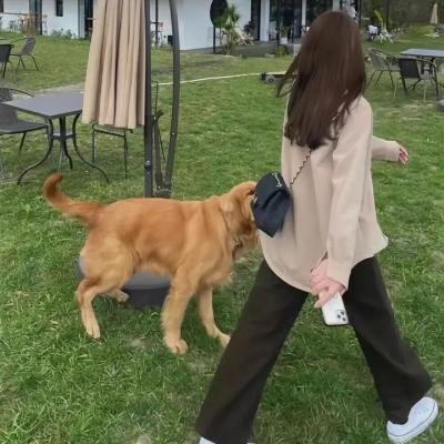 富贵狂花
